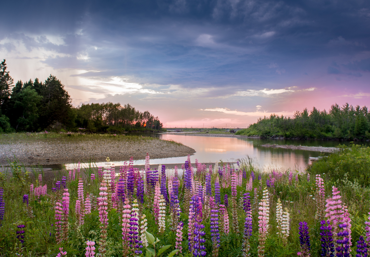 Background image for Dragon Wings